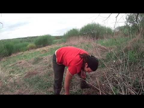 Video: Агрономия Вишняково: сын-пикирлер