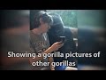He showed a gorilla photos of other gorillas. Watch the original viral video here.