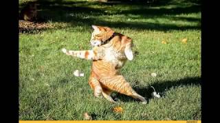 Самые прикольные видео с котами для вашего отличного настроения! Самые прикольные видео с котами для вашего отличного настроения!