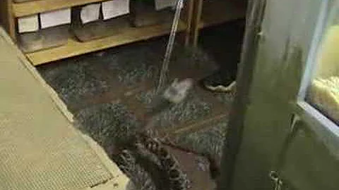 Eastern Diamondback Rattlesnake venom extraction at KRZ