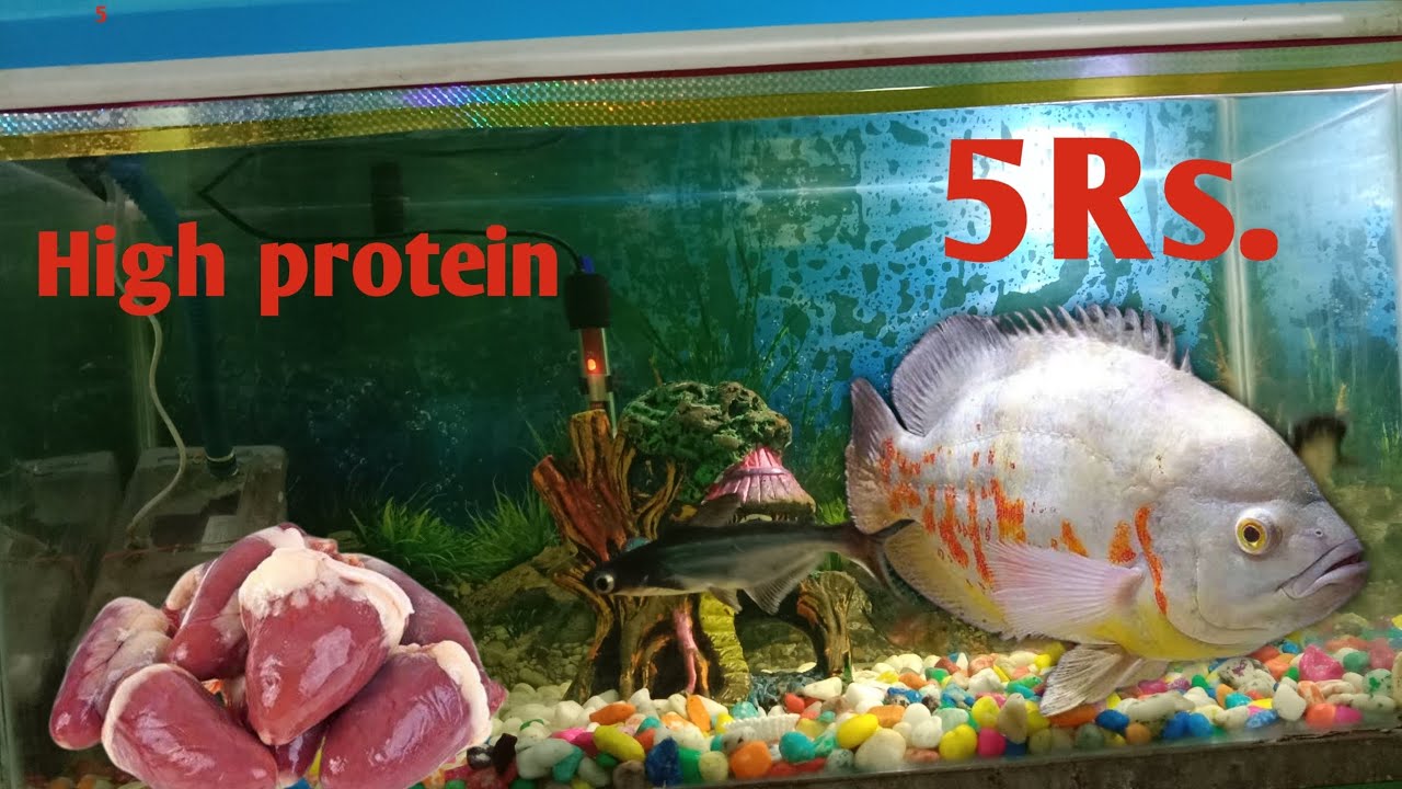 oscar fish feeding chicken heart||How to feeding chicken hearts - YouTube