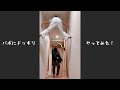 【パポにドッキリ】玄関あけたら天井にあちゃぴ！#Shorts