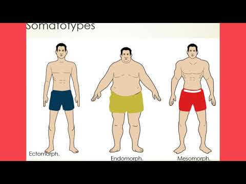 Understand Somatotypes