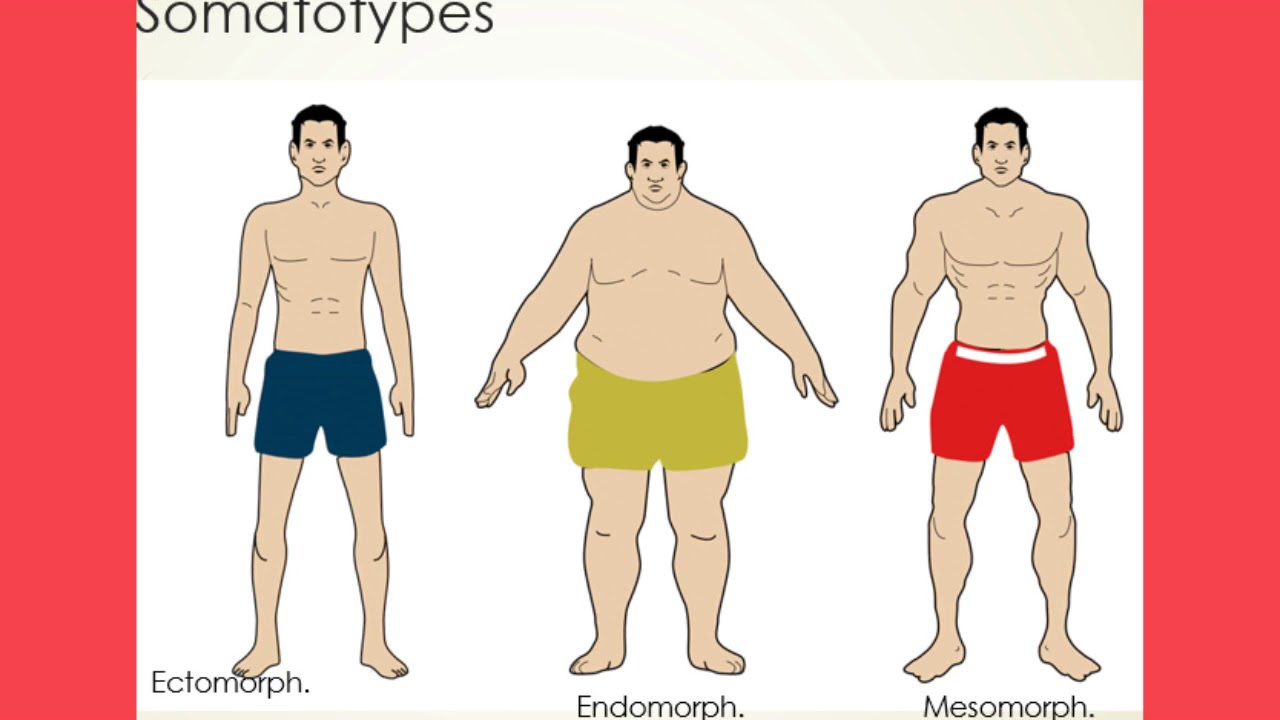 Understand Somatotypes - YouTube