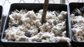 Growpito Technologies featured on World's Greatest
