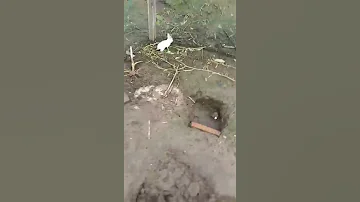 RABBIT OMG Animals SOO Cute AWW Cute Baby Animals CUTEST Moment Of The Animal Planet 兔子 574 