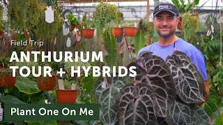 ANTHURIUM TOUR & New Hybrids with Steve's Leaves - Ep. 295