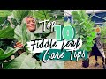 TOP 10 FIDDLE LEAF FIG CARE TIPS... lol I'm obsessed