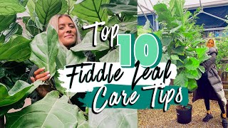 TOP 10 FIDDLE LEAF FIG CARE TIPS... lol I'm obsessed