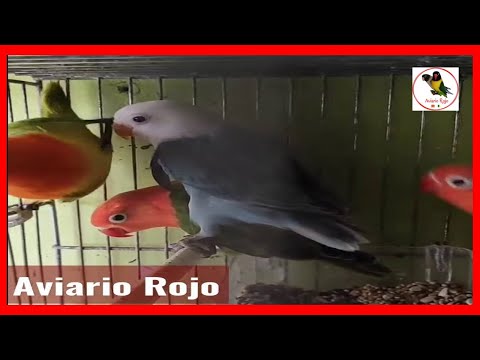 AGAPORNIS OPALINOS 2021.euwing ,azul ,verdes #shorts #lovebirds #agapornis #Viral