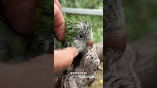 Download Lagu It's a pinfeather party, and you're invited #featherpreening #petbirds #rescueparrot MP3 Download Lagu It's a pinfeather party, and you're invited #featherpreening #petbirds #rescueparrot MP3