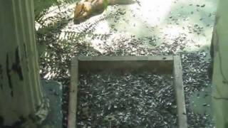 My First Chipmunk - Video 1
