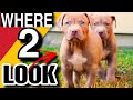 XL American Bully  Flaws You Don't Want To Miss