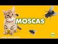 Videos para #Gatos | #Moscas