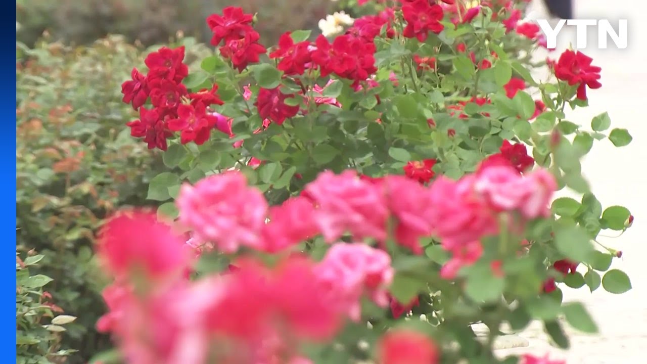 40년 맞은 놀이공원 장미축제...꽃과 향기 한가득 / YTN