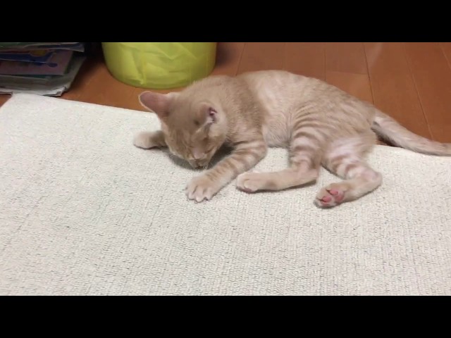 絨毯を噛む子猫がかわいい　　Kitten chewing the carpet