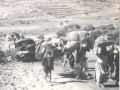 نكبة فلسطين 1948