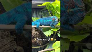 To enter: Check out stickysquamatoes.com and follow on MorphMarket! More info on Insta! #chameleons