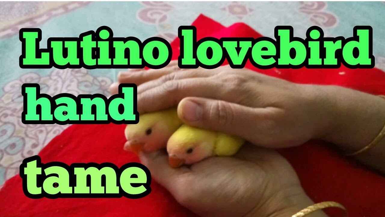 Lutino Lovebird | Lutino Hand Tame Bird | How to hand tame a lovebird