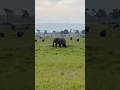 #elephant #peaceful #afternoon #kenya #wildlife #africa #safari #savannah #nature