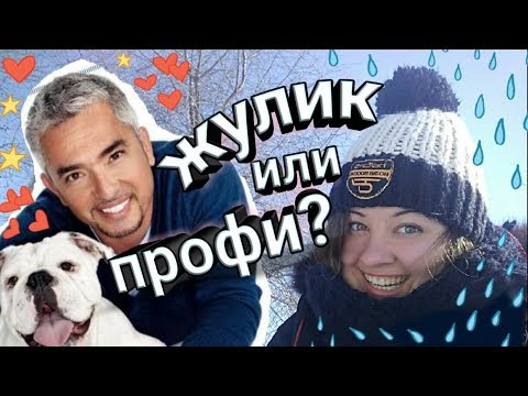 Цезарь милан переводчик с собачьего все серии онлайн