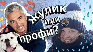 Цезарь Миллан - МОЁ МНЕНИЕ. Переводчик с собачьего. Цезарь Миллан - МОЁ МНЕНИЕ. Переводчик с собачьего.