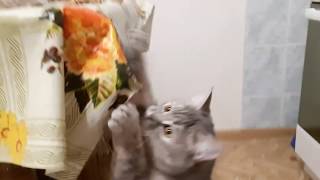 Кошки воришки | СТОЙ ТАМ, СМОТРИ! ЕСЛИ КАКОЙ ШУХЕР, СВИСТНЕШЬ! ПОНЯЛ?... Кошки воришки | СТОЙ ТАМ, СМОТРИ! ЕСЛИ КАКОЙ ШУХЕР, СВИСТНЕШЬ! ПОНЯЛ?...