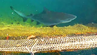 ハイサイ水族館の隣の生簀にサメが出現しました・・・【サップとイカダで釣り 後編】