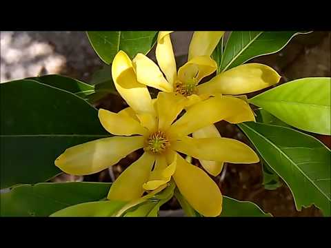 Thumbnail for 10 Best Plants for Garden / Balcony | बहुत खूबसूरत और खुसबूदार पौधे ( Hindi / Urdu )