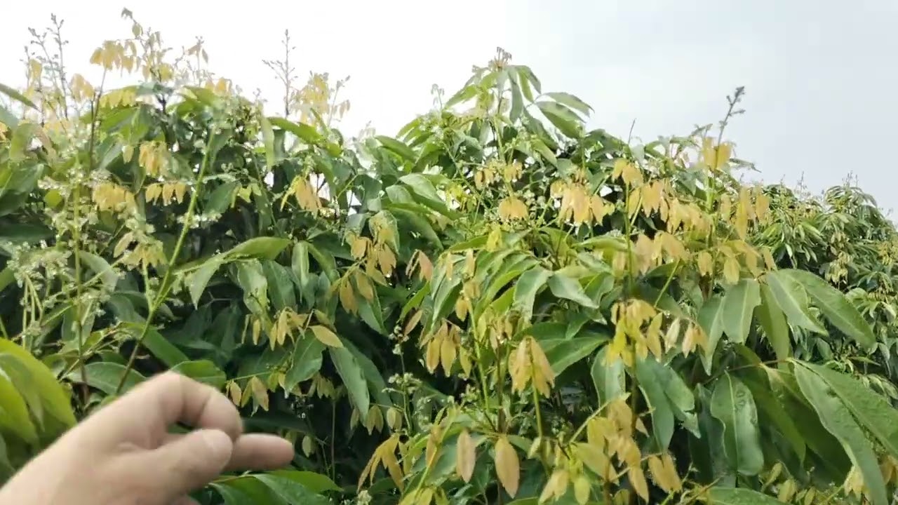 Mất mùa hơn 2024, ai được 30%, là thắng.