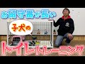 【犬 しつけ】お留守番が長い子犬のトイレトレーニング