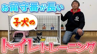 【犬 しつけ】お留守番が長い子犬のトイレトレーニング