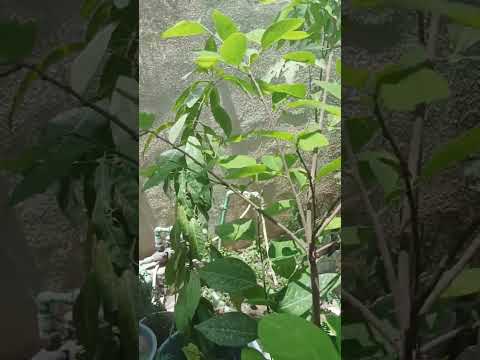 ازهار فاكهة القشطة التي تمت زراعتها من البذور في العراق