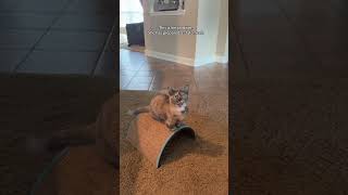 Submit any further questions in the comments. #cat #cats #kitten #kittens @mamaandmittens