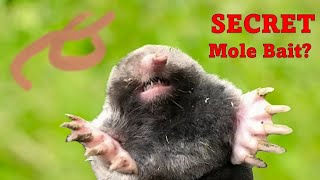 Secret Weapon That Kills Lawn-Destroying Moles (Instantly!) by Zepol Labs Pest Control 274 views 5 months ago 7 minutes, 12 seconds