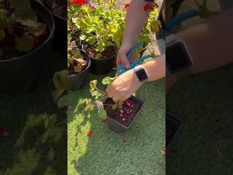 Video: Bilakah pelargonium berbunga?