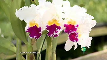 Como usar o óleo mineral nas orquídeas?