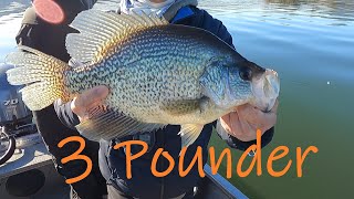 3 Pound Crappie, How Often Do You Get To Catch One? What About These Weights For 5 Crappies?