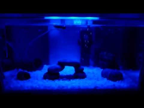 fluval edge aquarium 2nd