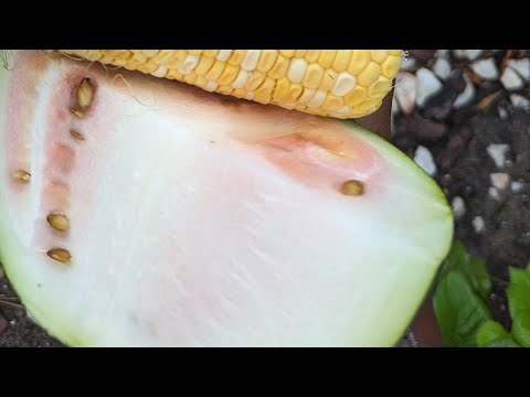 Harvested your watermelon too soon? Don't worry!  Here are 2 ways I use my unripe watermelons.