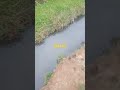 Mancing gasss