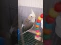 It's Bingo the cockatiel🦜 #cockatiel #tiel #birds #parrot