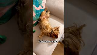 3 Things Required For Dogs  Professional Nap | Funny Cute Yorkshire Terrier #shorts #dogsofyoutube