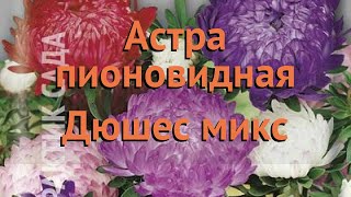 Астра пионовидный Дюшес микс (dyushes miks) 🌿 Дюшес микс обзор: как сажать, семена астры Дюшес микс