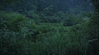 Frog Sounds for Sleeping 4K | Mountain Frogs | 3 Hours Nature White Noise