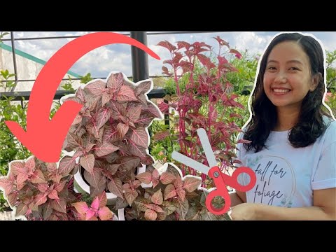 How to easily propagate Iresine or Bloodleaf Plant + 1 month update