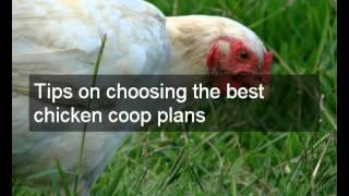 chicken fancy coops designs awesome