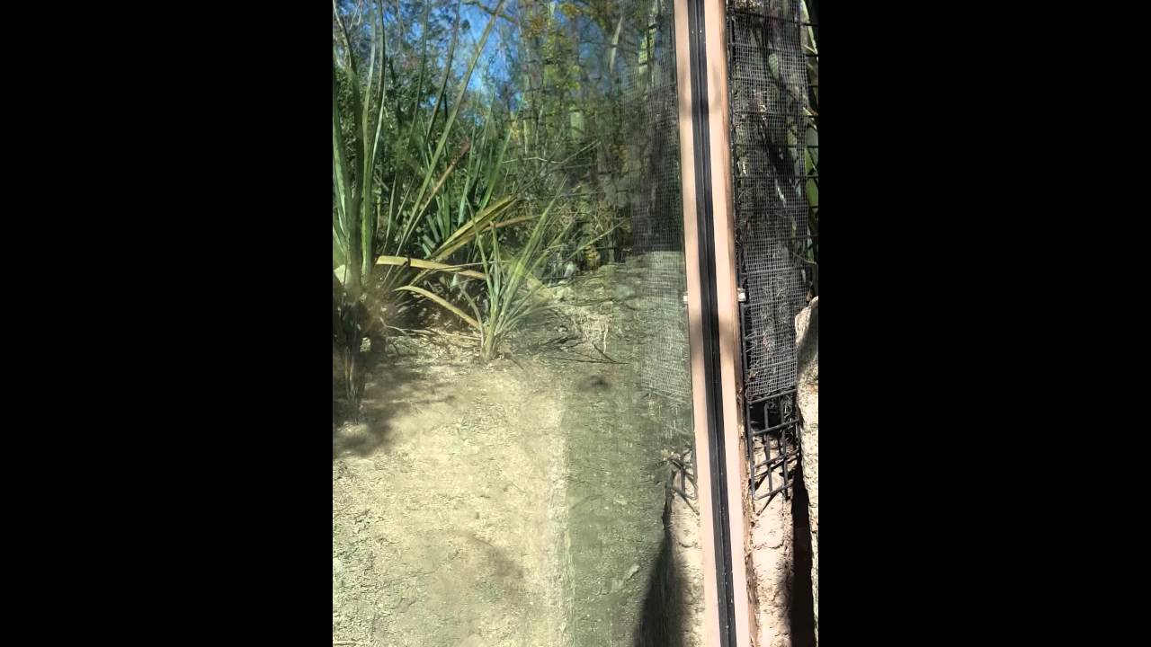 camera iphone 8 plus apk Living desert zoo part 2