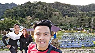 STRAWBERRY FARM - MiNi Baguio ng Mayana Jagna Bohol #Musfa #jagnabohol
