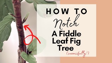 Fiddle Leaf Fig Tree Notching Tutorial | It was a SUCCESS!!